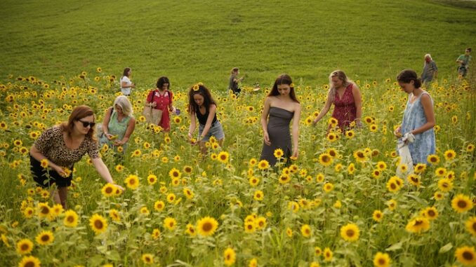 427-sunflower-event-glihn