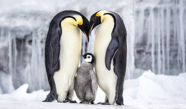 Parenthood, 2011 Ross Sea, Antarctica